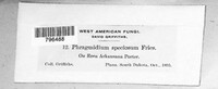Phragmidium speciosum image